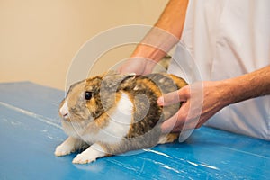 Rabbit at the veterinarian