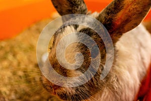 A rabbit with a view from above