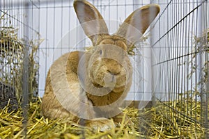 Rabbit expose at a pet expo photo