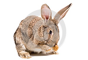 Rabbit washes his face