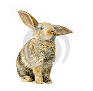 Rabbit watching the camera in front of a white background - Remastered