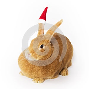 Rabbit wearing santa hat