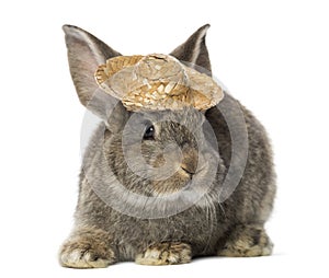 Rabbit wearing a straw hat