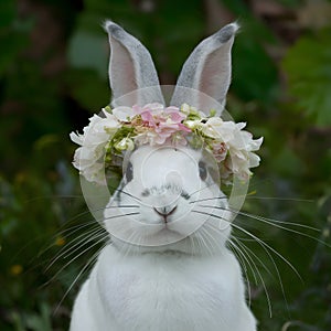 Rabbit wears flower wreath exuding charm and loveliness photo