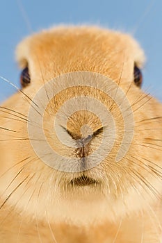 Rabbit whiskers close up