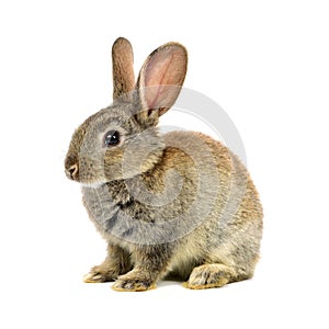 Rabbit on white background