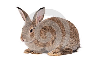 Rabbit on a white background