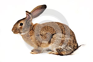 Rabbit on a white background