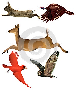 A rabbit, wild turkey, white tail deer, cardinal a flying owl are seen