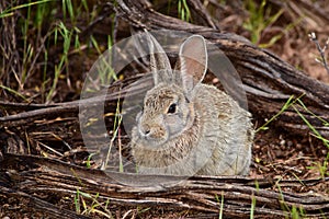 Rabbit in the wilds