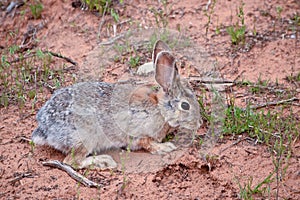 Rabbit in the wilds in Utah photo