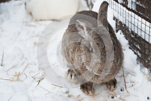 Rabbit in the winter. Gray and white bunnies in winter on snow