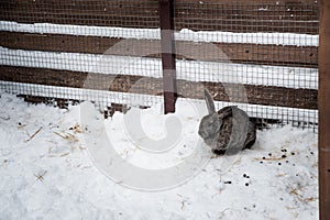 Rabbit in the winter. Gray and white bunnies in winter on snow