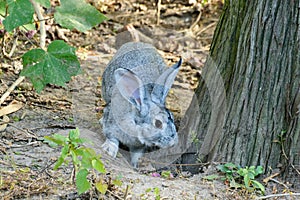 A rabbit in the wood