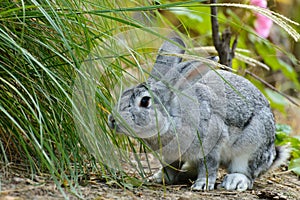 A rabbit in the wood