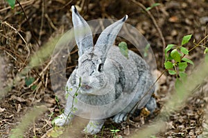 A rabbit in the wood