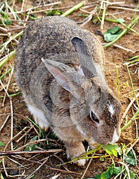 Rabbit, Yomitan Village, Okinawa Japan