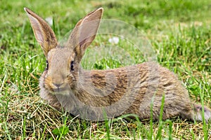 Rabbit young with protruding ears.