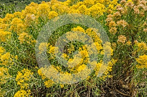 Rabbitbrush (Ericameria nauseosa) photo