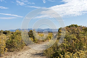 Rabbitbrush beside a high desert trail with blue mountains in the background photo