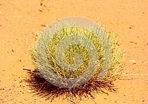 Rabbitbrush in Monument Valley