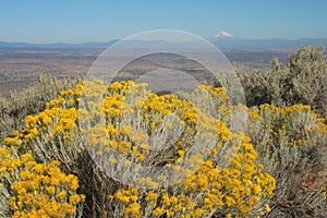 Rabbitbrush and Mount Hood