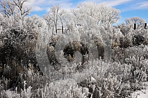 Rabbitbrush and Sagebrush Frosted Over