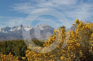 Rabbitbrush with Sierra Mountains photo
