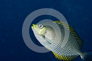 Rabbitfish photo