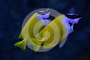 A Rabbitfish in an Aquarium