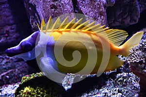 A Rabbitfish in an Aquarium photo