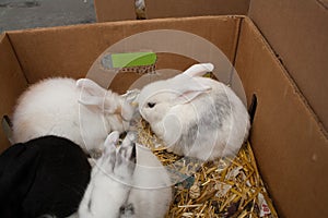 Rabbits on the animal market in Mol, Belgium
