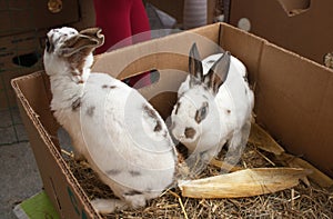 Rabbits on the animal market in Mol, Belgium