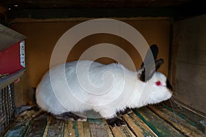 Rabbits in an aviary. Background with selective focus and copy space
