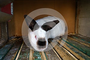 Rabbits in an aviary. Background with selective focus and copy space