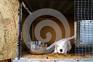 Rabbits in an aviary. Background with selective focus and copy space