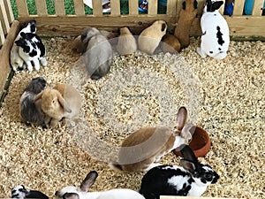 Rabbits and baby rabbits in a cage on a farm.