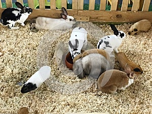 Rabbits and baby rabbits in a cage on a farm.