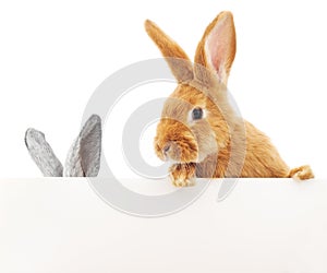 Rabbits with blank