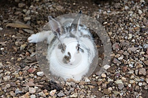 Rabbits bunny in the garden