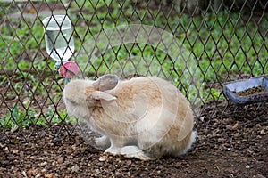Rabbits bunny in the garden