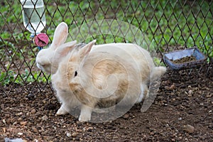 Rabbits bunny in the garden