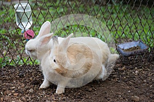 Rabbits bunny in the garden