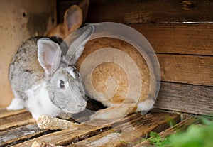 rabbits in a cage