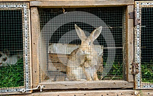 rabbits in a cage