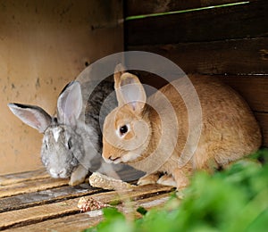 rabbits in a cage