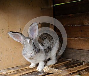 rabbits in a cage