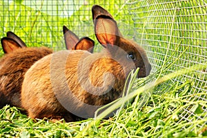 Rabbits in a cage. Bunnies behind the bars