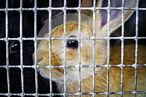 Rabbits in the cage on countryside farm