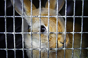 Rabbits in the cage on countryside farm